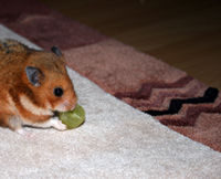 Teppichdesign mit Hamster